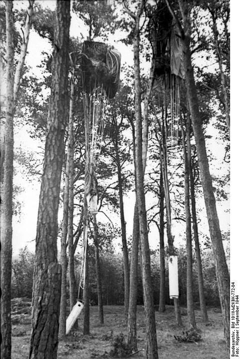 Period photograph: parachutes and containers hanging high in pine trees