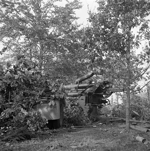 Period photograph: a wrecked gun among young trees and bushes
